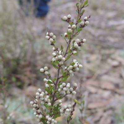 Cryptandra amara (Bitter Cryptandra) at Six Mile TSR - 10 Jul 2021 by MichaelBedingfield