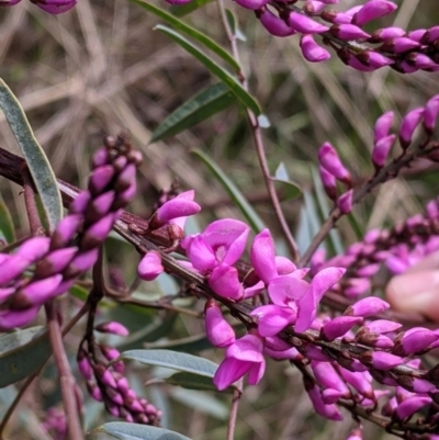 Indigofera australis subsp. australis (Australian Indigo) at East Albury, NSW - 25 Aug 2021 by Darcy