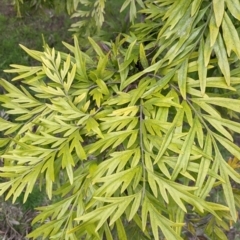 Grevillea robusta (Silky Oak) at East Albury, NSW - 25 Aug 2021 by Darcy