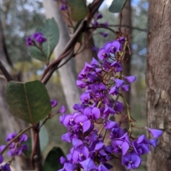 Hardenbergia violacea (False Sarsaparilla) at Albury, NSW - 25 Aug 2021 by Darcy