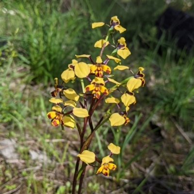 Diuris pardina (Leopard Doubletail) at Albury, NSW - 25 Aug 2021 by Darcy