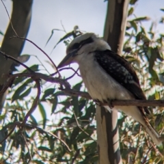 Dacelo novaeguineae (Laughing Kookaburra) at Albury, NSW - 25 Aug 2021 by Darcy