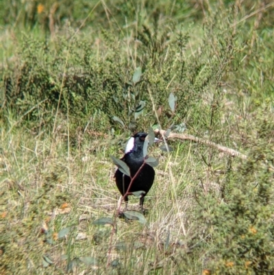 Gymnorhina tibicen (Australian Magpie) at Albury, NSW - 25 Aug 2021 by Darcy