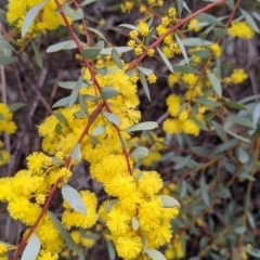 Acacia buxifolia subsp. buxifolia (Box-leaf Wattle) at West Albury, NSW - 25 Aug 2021 by Darcy