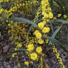 Acacia verniciflua (Varnish Wattle) at Albury, NSW - 25 Aug 2021 by Darcy