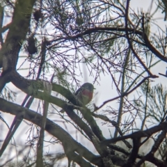 Petroica rosea (Rose Robin) at Cornishtown, VIC - 30 Jul 2021 by Darcy