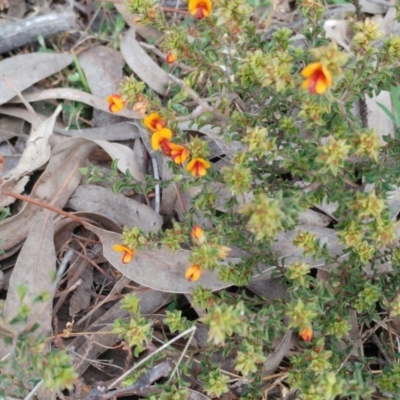 Pultenaea procumbens (Bush Pea) at Hawker, ACT - 25 Aug 2021 by sangio7