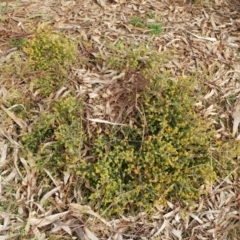 Pultenaea procumbens at Hawker, ACT - 25 Aug 2021