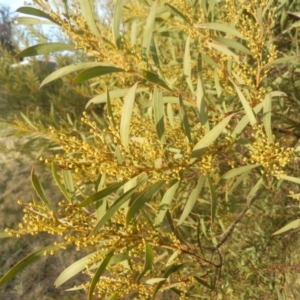 Acacia rubida at Dunlop, ACT - 22 Jun 2021