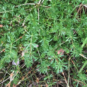 Galium aparine at Garran, ACT - 25 Aug 2021 11:07 AM