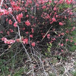 Chaenomeles speciosa at Hughes, ACT - 25 Aug 2021