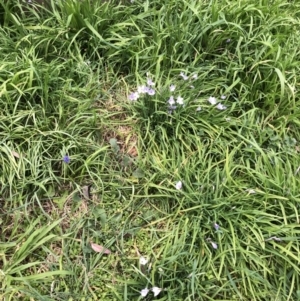 Ipheion uniflorum at Garran, ACT - 25 Aug 2021