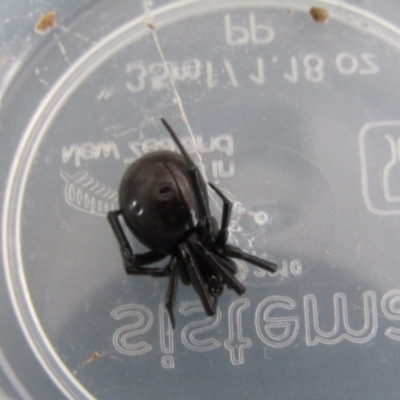 Steatoda grossa (Cupboard or Brown house spider) at McKellar, ACT - 26 Aug 2021 by Amata