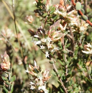 Brachyloma daphnoides at Kambah, ACT - 22 Aug 2021 02:17 PM