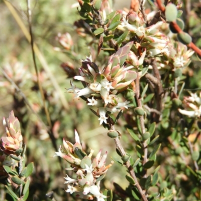 Brachyloma daphnoides (Daphne Heath) at Kambah, ACT - 22 Aug 2021 by MatthewFrawley