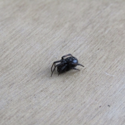 Steatoda grossa (Cupboard or Brown house spider) at McKellar, ACT - 26 Aug 2021 by Amata