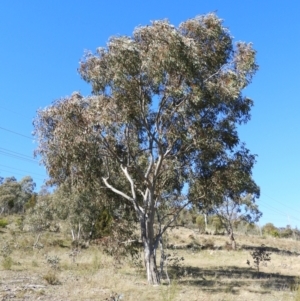 Eucalyptus blakelyi at Mount Taylor - 22 Aug 2021 02:30 PM