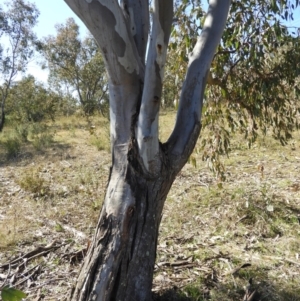 Eucalyptus blakelyi at Mount Taylor - 22 Aug 2021 02:30 PM