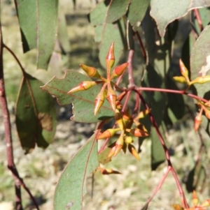 Eucalyptus blakelyi at Mount Taylor - 22 Aug 2021 02:30 PM