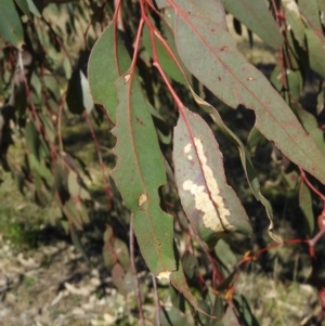 Eucalyptus blakelyi at Mount Taylor - 22 Aug 2021 02:30 PM