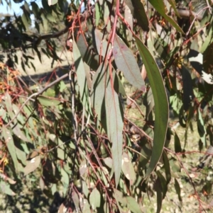 Eucalyptus blakelyi at Mount Taylor - 22 Aug 2021 02:30 PM