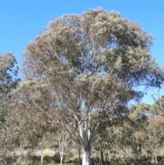 Eucalyptus rossii (Inland Scribbly Gum) at Kambah, ACT - 22 Aug 2021 by MatthewFrawley