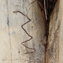 Eucalyptus rossii at Kambah, ACT - 22 Aug 2021