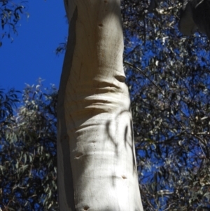 Eucalyptus rossii at Kambah, ACT - 22 Aug 2021