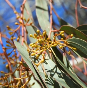 Eucalyptus rossii at Kambah, ACT - 22 Aug 2021