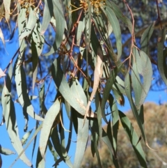 Eucalyptus rossii at Kambah, ACT - 22 Aug 2021