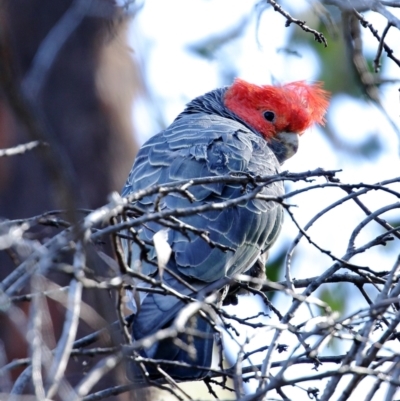 Callocephalon fimbriatum (Gang-gang Cockatoo) at Canyonleigh, NSW - 26 Aug 2021 by Snowflake