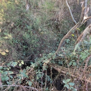 Rubus anglocandicans at Majura, ACT - 22 Aug 2021