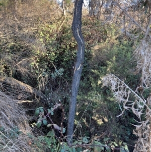 Rubus anglocandicans at Majura, ACT - 22 Aug 2021 03:32 PM