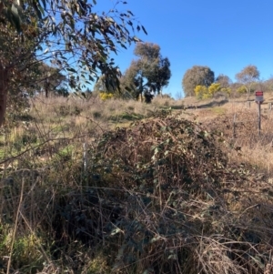 Rubus anglocandicans at Majura, ACT - 22 Aug 2021