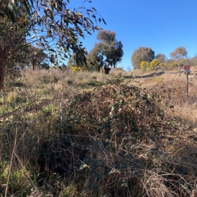 Rubus anglocandicans (Blackberry) at Majura, ACT - 22 Aug 2021 by waltraud