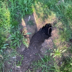 Oryctolagus cuniculus at Majura, ACT - 22 Aug 2021