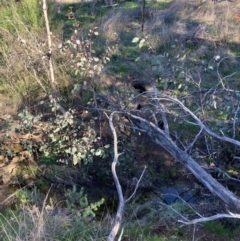 Oryctolagus cuniculus at Majura, ACT - 22 Aug 2021