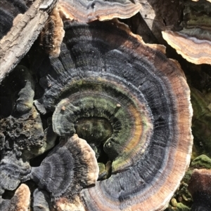 Trametes versicolor at Garran, ACT - 19 Aug 2021