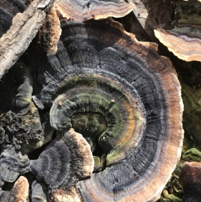 Trametes versicolor (Turkey Tail) at Garran, ACT - 19 Aug 2021 by Tapirlord