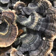 Trametes versicolor at Garran, ACT - suppressed