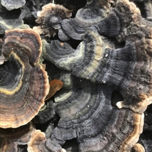 Trametes versicolor at Garran, ACT - 19 Aug 2021