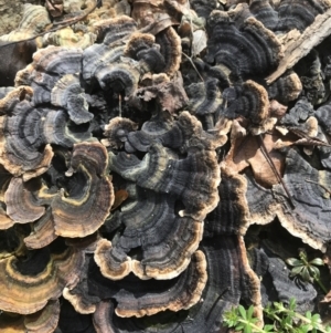 Trametes versicolor at Garran, ACT - suppressed