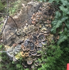 Trametes versicolor at Garran, ACT - suppressed