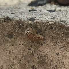 Opisthoncus sp. (genus) (Opisthoncus jumping spider) at Garran, ACT - 21 Aug 2021 by Tapirlord