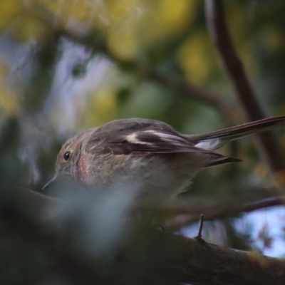 Petroica rosea (Rose Robin) at Gundaroo, NSW - 26 Aug 2021 by Gunyijan