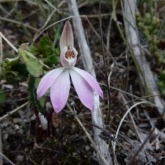 Caladenia fuscata (Dusky Fingers) at Boro - 26 Aug 2021 by Paul4K