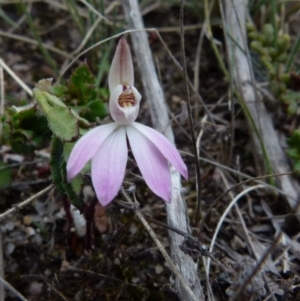 Caladenia fuscata at Boro, NSW - suppressed