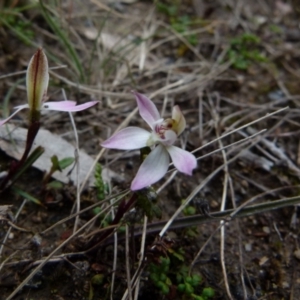 Caladenia fuscata at Boro, NSW - suppressed