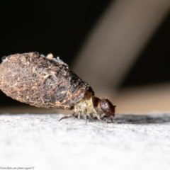 Cryptocephalinae (sub-family) (A case-bearing leaf beetle) at Umbagong District Park - 26 Aug 2021 by Roger