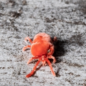 Trombidiidae (family) at Latham, ACT - 26 Aug 2021